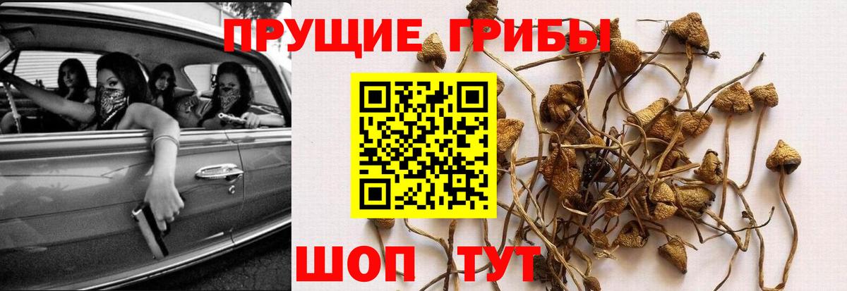 Кузнецк  Галлюциногенные грибы Psilocybe  купить наркотик  Вход с VPN  Галлюциногенные грибы мухоморы 